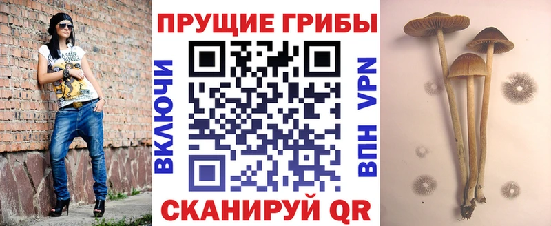 OMG зеркало Курск Галлюциногенные грибы ЛСД